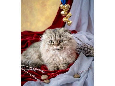 Scottish fold golden dişi
