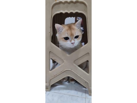 British golden full şecereli erkek sevimli dost canlısı