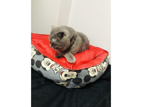 Oğlumuz mıncır scottish fold