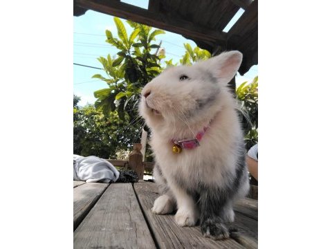 Yavru kedi takaslı tavşanımız