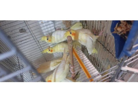 El besleme sultan papağanı