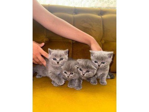 2 aylık british shorthair bebekler yeni yuvasını bekliyor