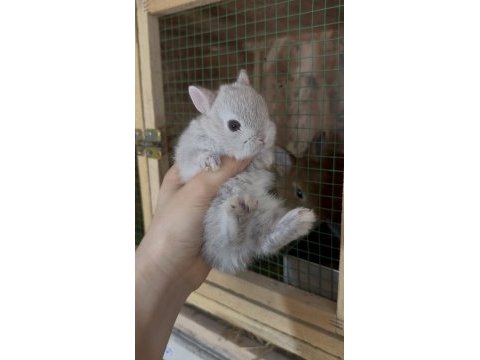 Safkan hollanda cüce tavşanımız