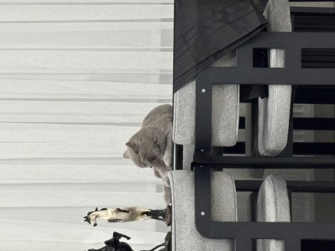 Kısır 8 aylık erkek british shorthair