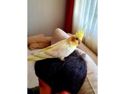 7 kelimeye yakın konuşan erkek sultan papağanı