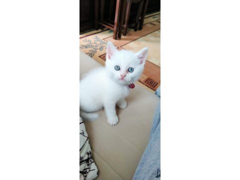 Mavi gözlü erkek kedimiz