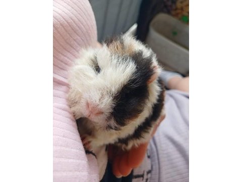 Guinea pig 2 aylık