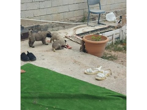 Sivas aslanı kangal