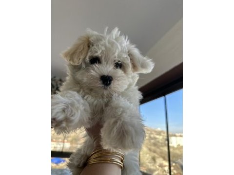 Pomeranian boo yavru köpeklerimiz