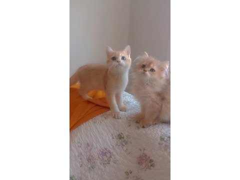 Full şecereli golden british longhair kardeşler