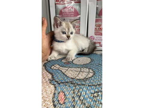 Kalite yavrum teslime hazır british shorthair