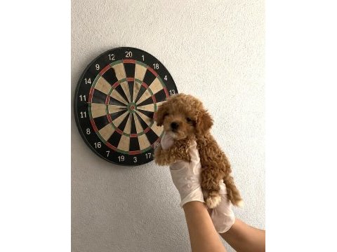 Gerçek teacup maltipoo full garantili