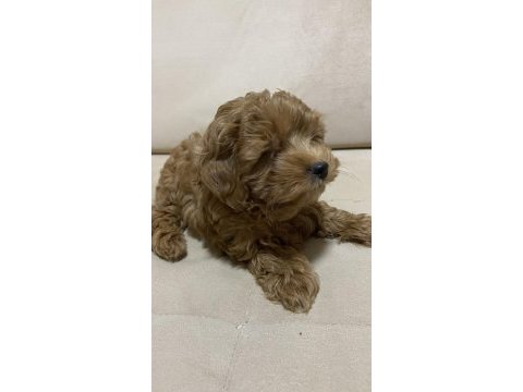 Poodle kıvamında a kalite maltipoo