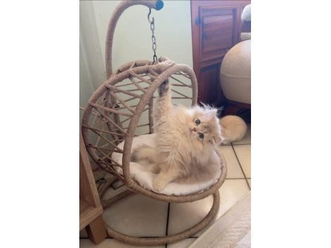 Pofuduk longhair yavru