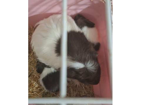 Yavru ve yetişkin ginepigler