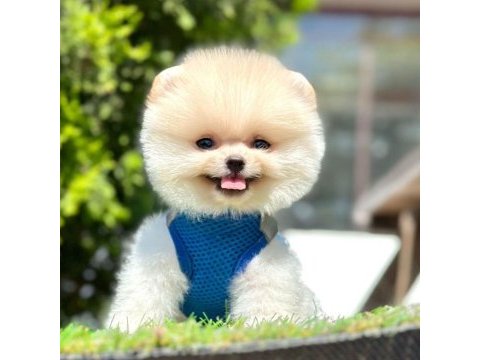 Safkan pomeranian boo bebekler