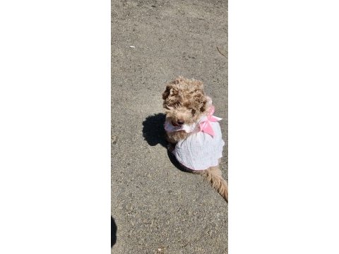 Poodle köpeğimiz lady yeni yuvasını arıyor
