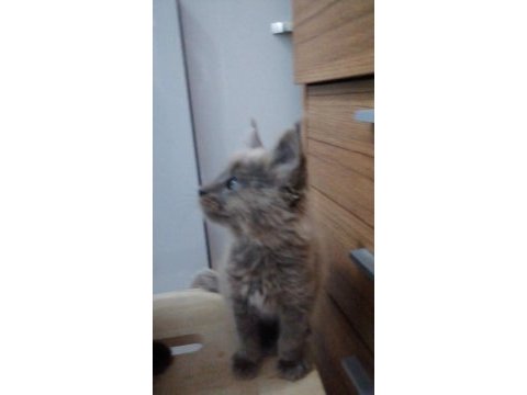 Maine coon yavrular