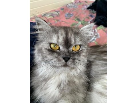 2 yaşında chinchilla dişi