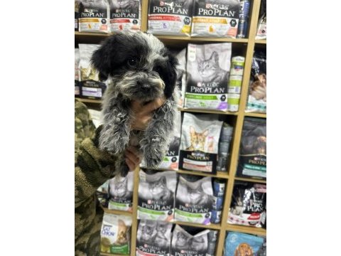 Maltipoo yavrular