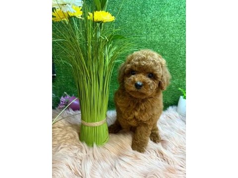 Ruhsatli köpek çiftliğinden toy poodle yavrularımız