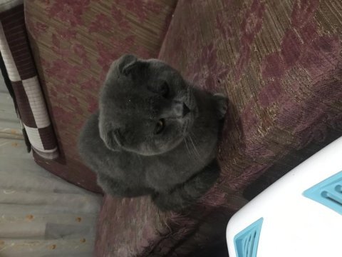 1 yaşında scottish fold
