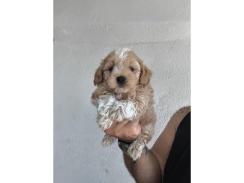 Maltipoo cinsi yavrularımız