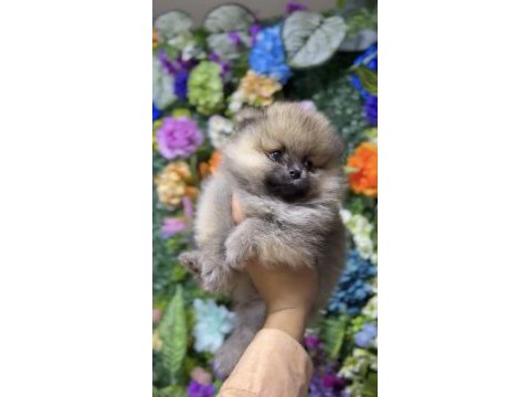 Ankarada tek kalitede pomeranian yavrular