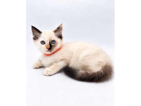 Tortie ragdoll bebekler
