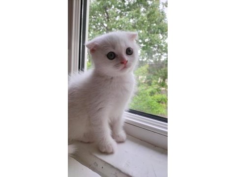 Scottish fold dişi hemen teslim