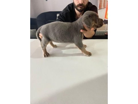 A kalite cane corso safkan blue ve blue tan
