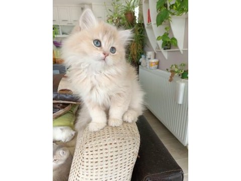 Ay12 dişi british longhair