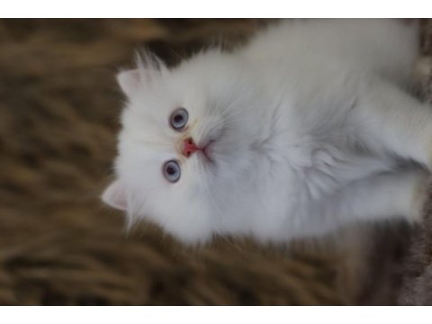 British longhair erkek kedimiz