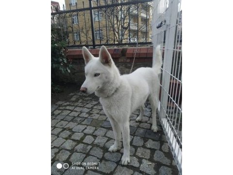 Taşındığım için acil sibirya kurdu