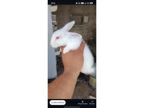 Albino kırmızı göz tavşanlar mevcut