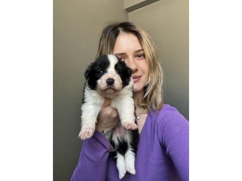 12 yıllık üreticiden border collie yavrular