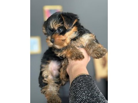 Teacup yorkshire terrier dünyalar tatlı yavrumuz