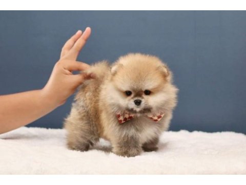 Pomeranian boo beneklerimiz