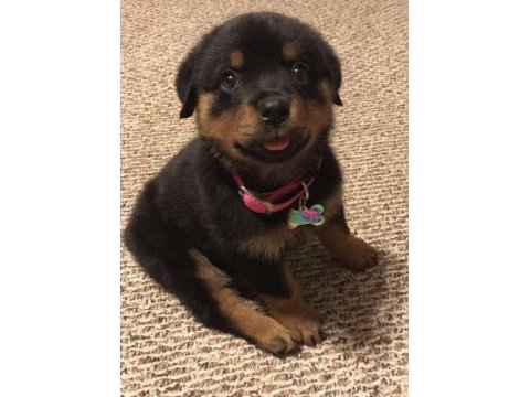 Macar kafa tosun gibi rottweiler yavrularımız