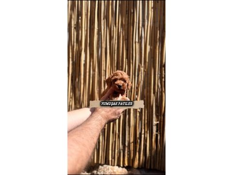 Red brown toy poodle yavrular