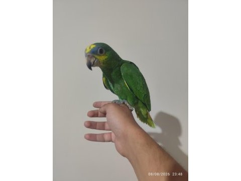 El besleme yavru amazonika papağanlar