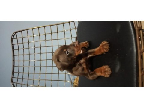 Kızıl doberman yavruları