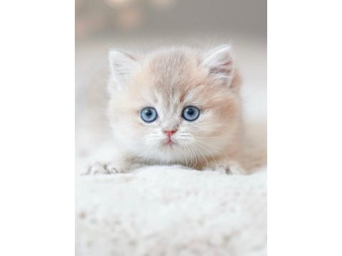 Bulunmaz rengiyle by golden british shorthair 