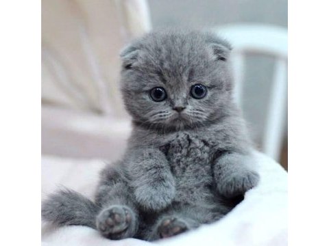 Scottish fold yavrularımız evinizin neşesi olacaktır