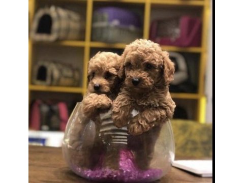 Irkının en iyisi toy poodle yavrularım 