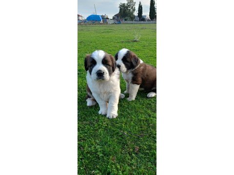 Saint bernard dişi erkek mevcut