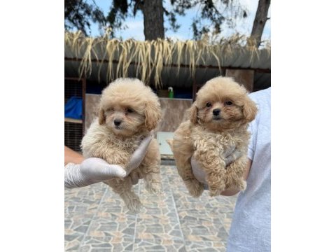 Maltipoo yavrularımız