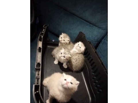 Scottish fold yavru kedimiz
