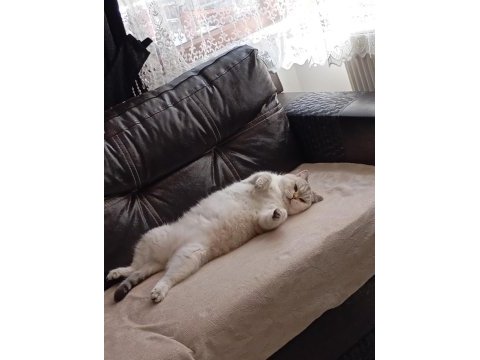 British shorthair kedimiz