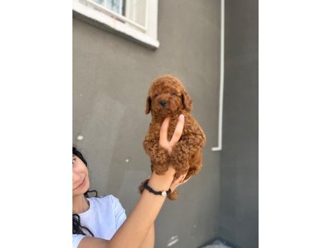 Toy poodle bebekleri